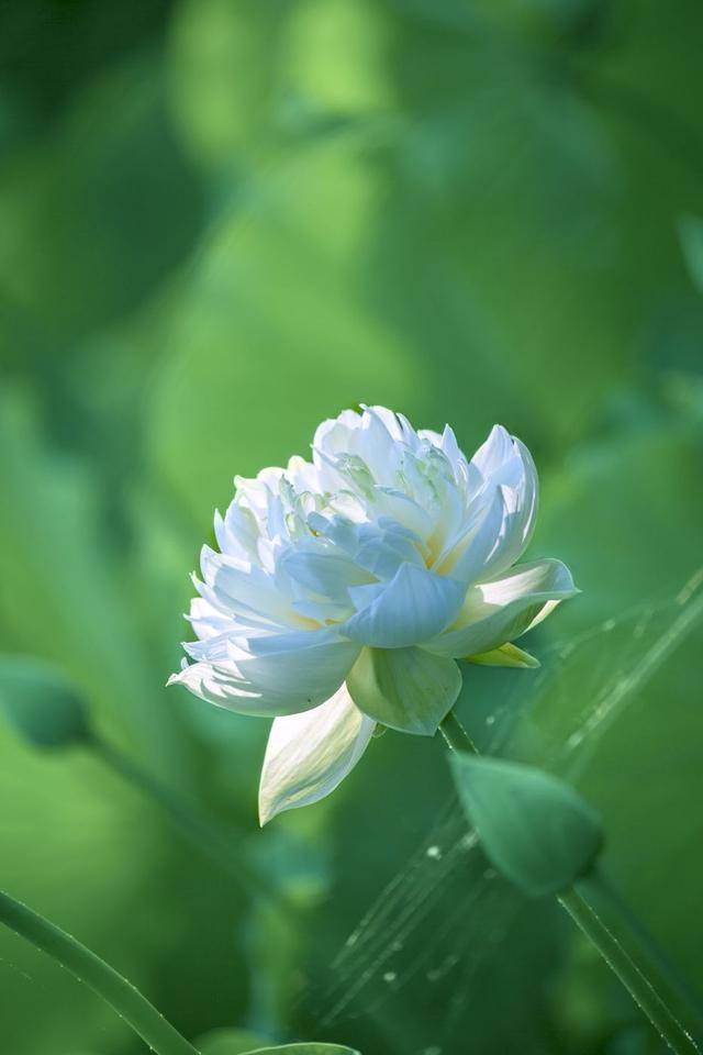 荷韻蔬香，雨中尋幽 花卉攝影與蔬菜美學(xué)的清涼對話